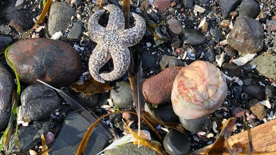 Za úhyn mořských živočichů na Kamčatce mohou jedovaté řasy, tvrdí úřady